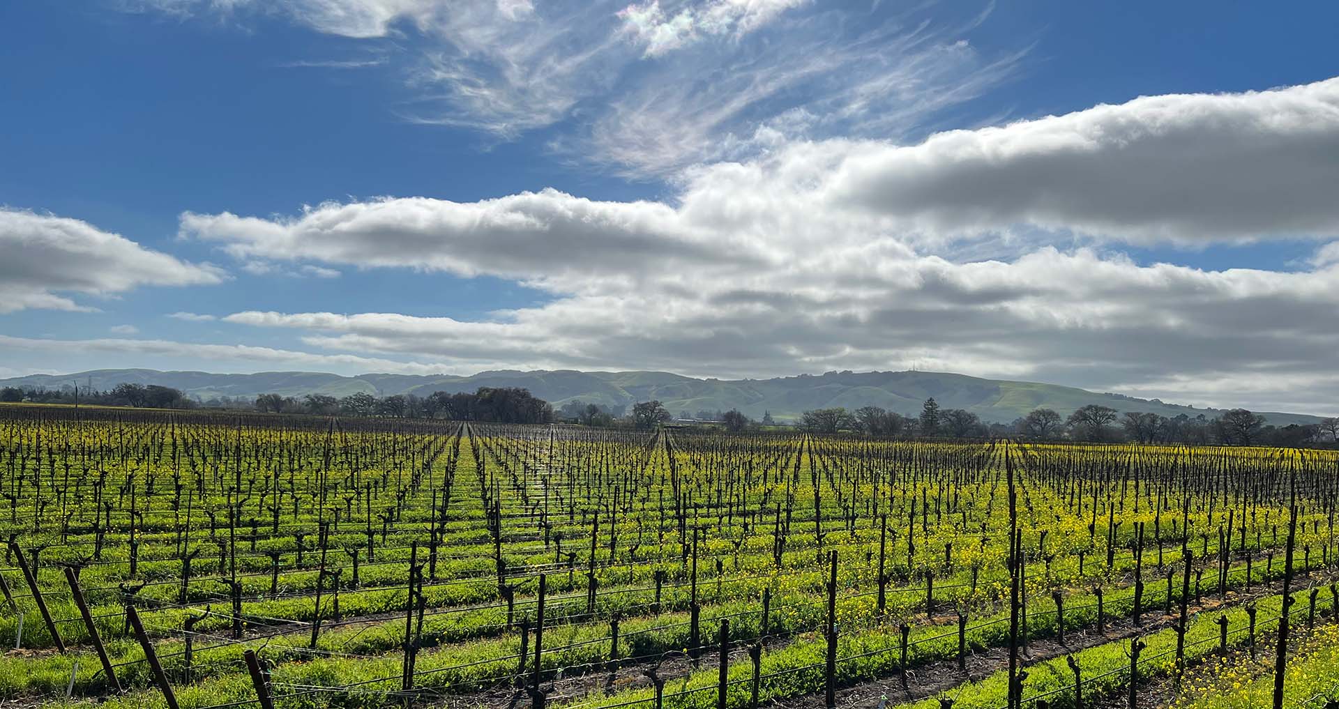 Kiser vineyard shot Sonoma California