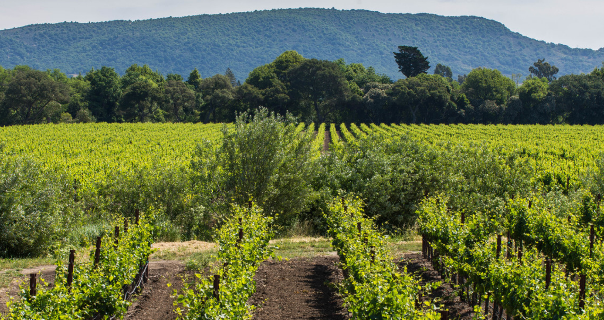 Vineyard with mountain in background